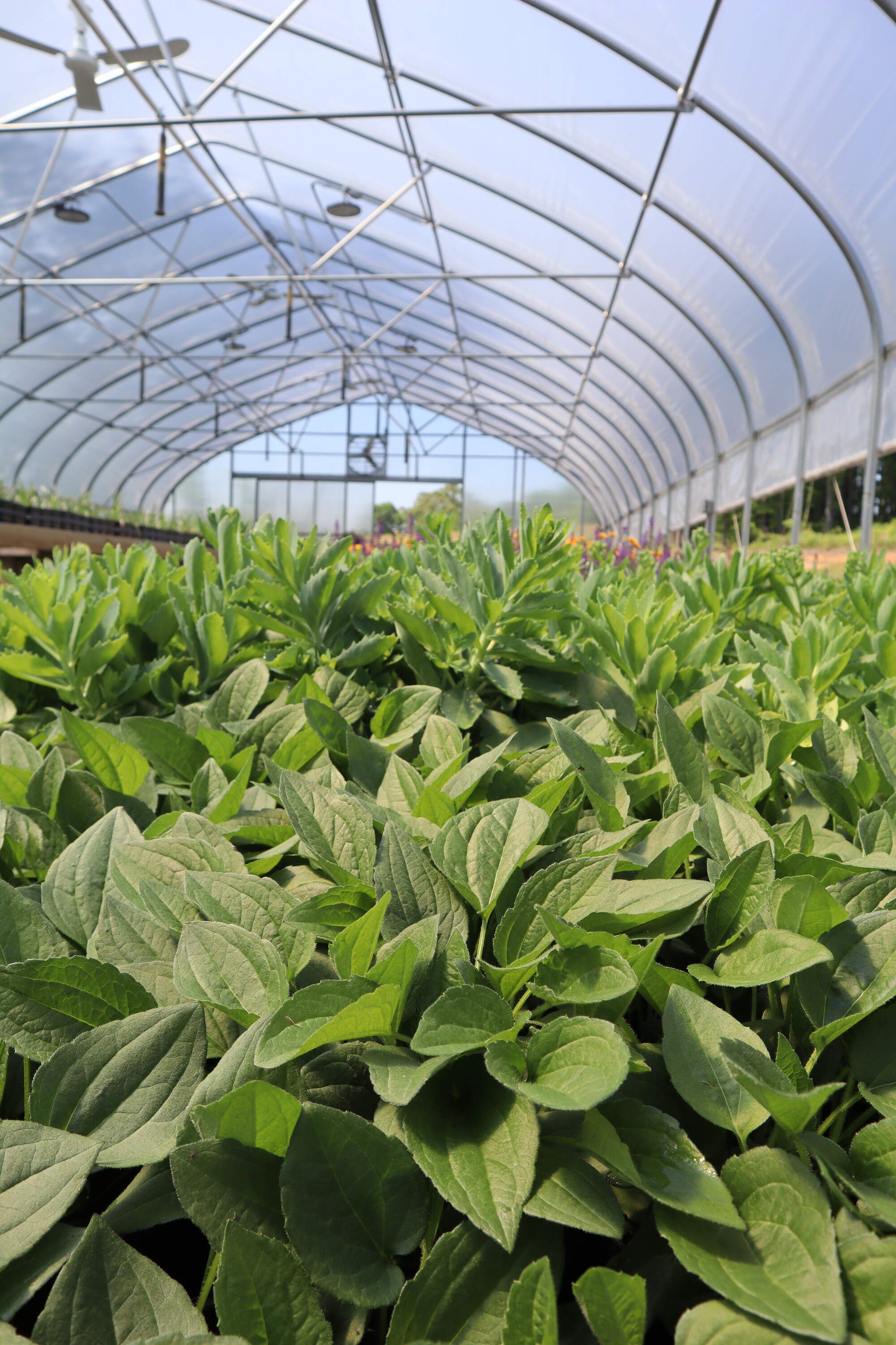 Haller's Nursery Quality Standard - Black Eyed Susans