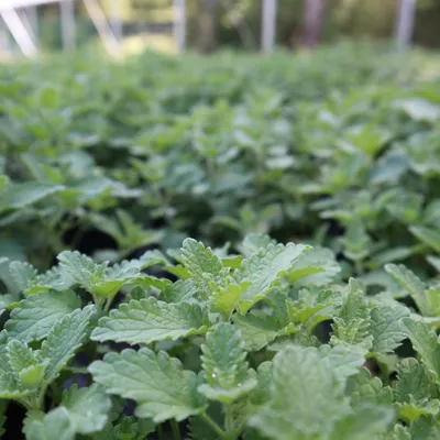 Cat Mint.jpg