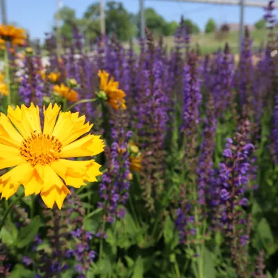 Coreopsis.jpg