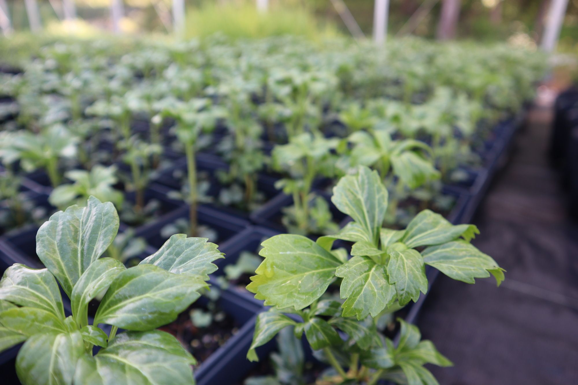 Haller's Nursery Quality Standard - Green Sheen