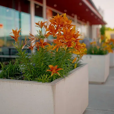 Planter-Boxes.jpg